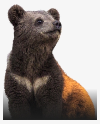 The Bear With An Unique Fate - Punxsutawney Phil #9706025