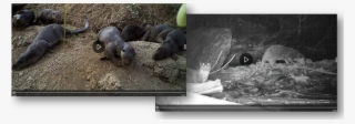 We Record Undisturbed Otter Behavior - Led-backlit Lcd Display #9706336