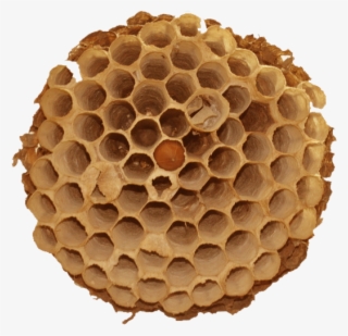 Banner Library Download Beehive Hornet S Material Hornets - Wasp #9706636