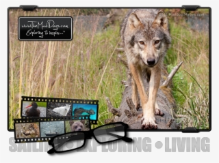 Close Encounter With A Wild Wolf In Alaska - Wolfdog #9708965