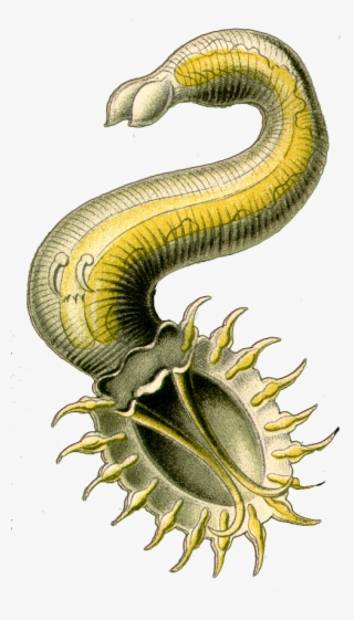 Ringed-worm #9709293