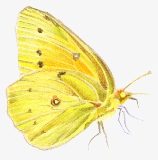 Habitat De Las Especies De La Reserva Biológica Huilo - Colias Hyale #9710433