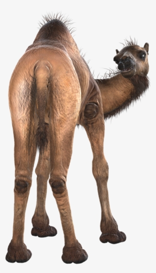 Camel Png Image & Camel Png Clipart Free Download - Camel #9710905 Camel Png Image & Camel Png Clipart Free Download - Camel #9710905