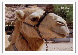 Shop - Petra #9711315