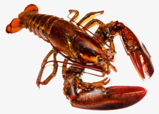 Cooked Whole Lobster - Lobsters Sea #9714222
