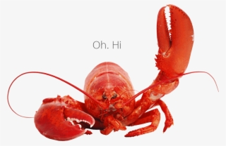 Hello From Lobster - Lobster Png #9714700