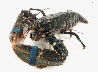 Lobster Transparent Image - Homarus Gammarus #9714839