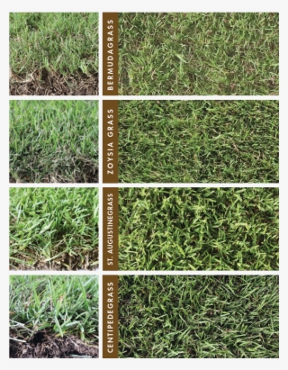 For New Homeowners, It's Important To Choose The Best - Lawn #9714848