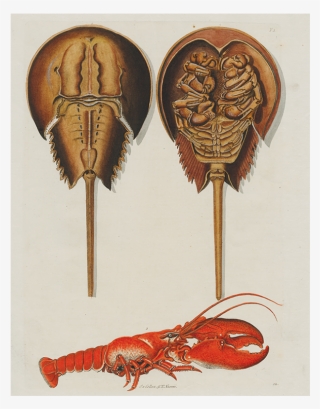 American Lobster #9715148