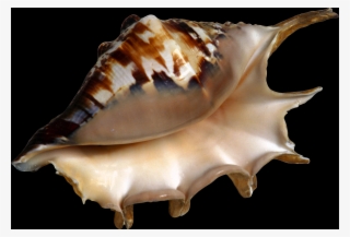 Shell, Free Pngs - Beach Clipart #9715283