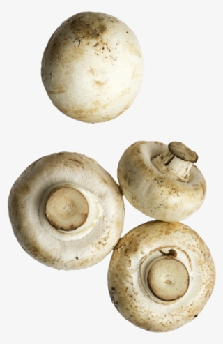 Mushrooms - Agaricaceae #9715480