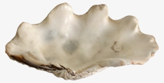 3688 X 1882 0 - Giant Clam #9715481