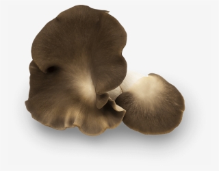 Their Texture Maintains A Delicate, Melting Quality - Pleurotus Eryngii #9715560