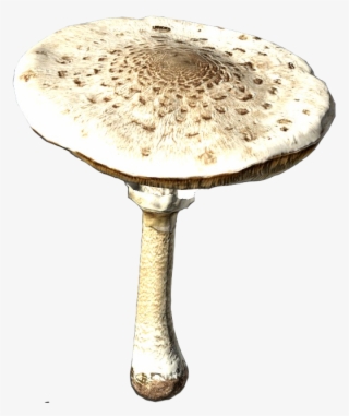 Agaric #9715630