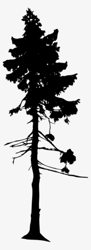 Pine Tree Silhouette - Silhouette #9715675 Pine Tree Silhouette - Silhouette #9715675