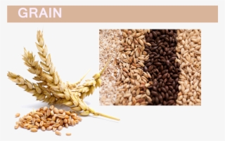 Grain Png Pic - Flour Made #9718260