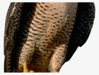 American Peregrine Falcon #9719934