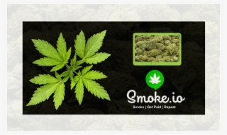 T13 - Maple Leaf #9721866