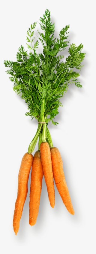 Info@beechersfoundation - Org - Carrot #9722616