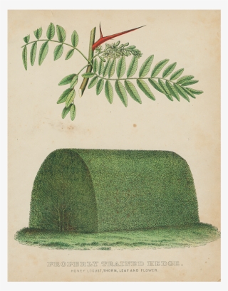 Fern #9723361