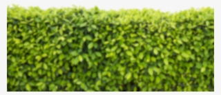 Back-bg - Hedge #9723672