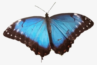 Butterfly Menelaus Blue Morpho Insect Rhetenor Blue - Blue Morpho Butterfly Png #9725330
