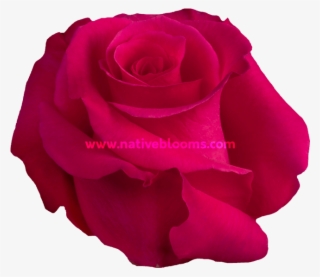 Hot Lady Roses - Floribunda #9726207