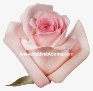 Sophie Roses - Garden Roses #9726286