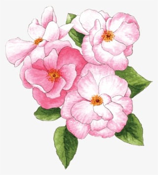 Pink Roses - Primula #9726326