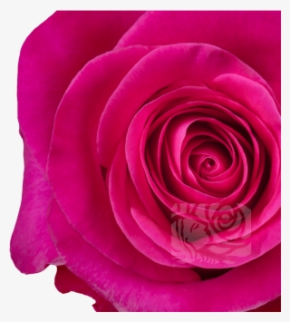 Hot Pink Roses - Floribunda #9726393