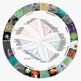 A New Tree Of Life No Branches Or Roots Required - Tree Of Life Biology #9727445
