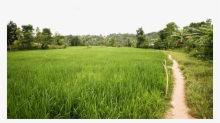 Paddy Field #9728548