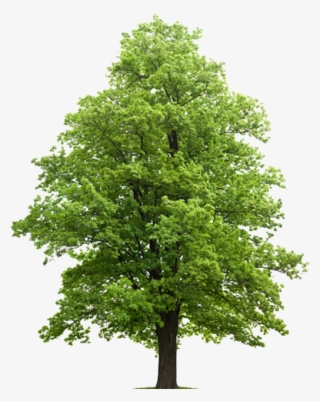 Hard Maple Feuille Hard Maple - Septic Drain Field Trees #9728674