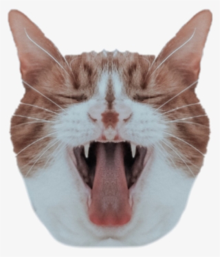 #cat #head #mirroreffect - Cat #9728947