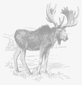 Moose - Sketch #9730510