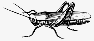 Vector Graphics,free Pictures, Free - Grass Hopper Clip Art Black And White #9734511