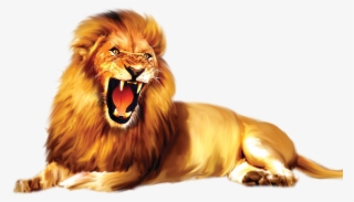 Lion Png Images - Masai Lion #9735128