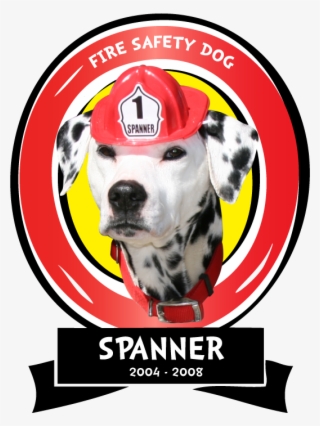 Found On The Side Of The Road In The Tulsa Area, Spanner - Dalmatian #9735418