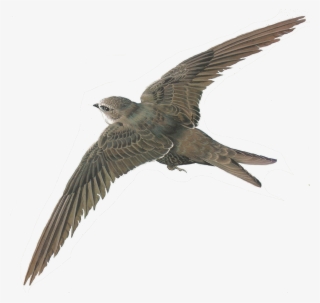 Png Library Stock Free Images Of Birds Illustrations - Oiseau Détouré #9735526