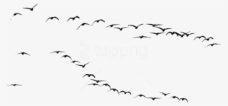 Free Png Download Bird Png Images Background Png Images - Uccelli Png #9738677