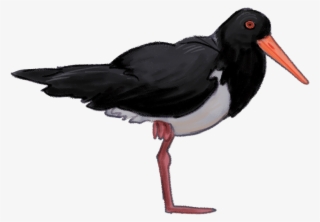 Pied-oystercatcher - Pied Oystercatcher Png #9738768