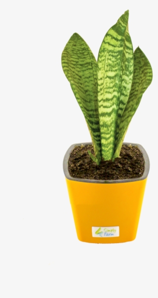 694 X 1023 2 - Flowerpot #9739531