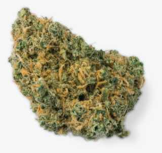 Pacific Juniper - Gorilla Glue Strain 2 #9740222