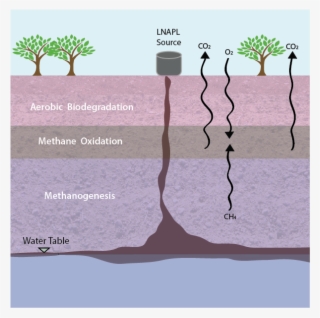 Webimages2-16 - Tree #9741012