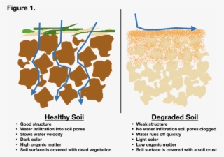 Have Community Consciousness Making Both Our Plant - Pattern #9741418