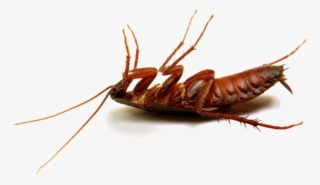 Cockroach Png Hd Photo - Best Pesticide For Cockroaches In Kenya #9741904