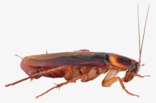 Cockroach Clipart Transparent - Cockroach Png Transparent Background #9742259