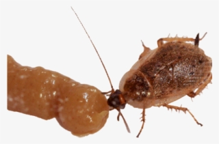 Membrane-winged Insect #9742339