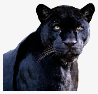 Panther Equipment Rental - Black Panther Drawing Animal - Free ...