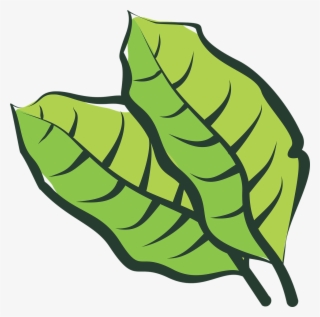 Hoja De Tabaco Png Vector #9743413